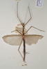 CollectionObject 1560007; 3e82c308-72e6-4348-8d91-134d9770c8db: copyright OUMNH. female (holotype). (CollectionObject).