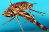 CollectionObject 1502151; db9096ab-49db-4bef-88f1-e8d2d6be96f4: female, lateral view (paralectotype). (CollectionObject).