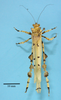 CollectionObject 1542816; DEES MZLQ-I0027, d25f5097-df9d-41ed-8fae-1f78c149fd8d: male, body dorsal view (holotype). (CollectionObject).
