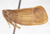 Habitus, lateral view on Bladina mimica ramosa Kramer, 1976: (Observation).
