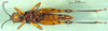 male, ventral view (allotype). Depicts CollectionObject 1576333; 790880c3-be0c-4c5e-8d2b-144bc2b3b50a, a CollectionObject.