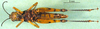 CollectionObject 1576333; 790880c3-be0c-4c5e-8d2b-144bc2b3b50a, DORSA BA000523S03: male, ventral view (allotype). (CollectionObject).