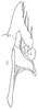 Subgenital plate: Stylus and sugential plate, dorsally. (Observation).