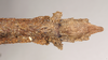 CollectionObject 1559196; 04b1808d-323a-4a0e-8c96-cdfdb5a7d908: copyright Natural History Museum, London. female: end of abdomen, ventral view (paralectotype). (CollectionObject).