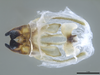 CollectionObject 2634360; cc1dc709-7e4f-4f17-a05d-c16e755bbc18: Holotype. Phallic complex, dorsal view. (CollectionObject).