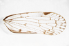 Forewing: !! display not done !! on Xenoliarus placitus (Van Duzee, 1912): (flipped vertically). (Observation).