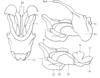 Tristria discoidalis Bolívar, 1890: phallic complex. (Otu).