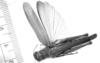 CollectionObject 1524888; 1affb1ff-e3ec-4af7-9dfb-77959e025955, ANSP 5315: female, dorsal view (holotype). (CollectionObject).