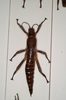 Dryococelus australis (Montrouzier, 1855): copyright Natural History Museum, London. female (non type, Lord Howe Island). (Otu).
