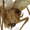 CollectionObject 1529807; 19030f1c-28b2-4e7c-a0b6-d1c46c550fa1: male cerci (holotype of Phaneroptera sinensis). (CollectionObject).