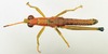CollectionObject 1518364; cb83db56-2445-4f1c-aeb3-f20274554074: male, dorsal view (holotype). (CollectionObject).