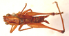 male, dorsal view (syntype). Depicts CollectionObject 1543683; fa319e93-ae41-402f-b600-4c9b22a97f99, a CollectionObject.