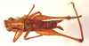 CollectionObject 1543683; fa319e93-ae41-402f-b600-4c9b22a97f99: male, dorsal view (syntype). (CollectionObject).