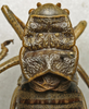 CollectionObject 1534969; a015015c-4df0-4adb-b9ed-50020f00244b: male pronotum, dorsal view (lectotype). (CollectionObject).