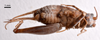 CollectionObject 1538196; d985bb37-c120-4a18-9ffd-623094f782fb: female, ventral view (holotype). (CollectionObject).