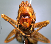 CollectionObject 1516502; c66829d3-e1c0-412d-901f-d5782b7e72bf: female, frontal view. (CollectionObject).