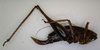 CollectionObject 1533099; f3100c26-0afd-4e16-b267-d011aa66f0e6: female, lateral view (holotype). (CollectionObject).
