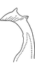Stylus: !! display not done !! on Erythroneura tricincta Fitch, 1851: Stylus. (Observation).