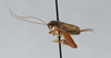 CollectionObject 2869068; 7339a8f4-922b-4205-b355-080d4fb4176a, CNCI 1154965: Eunemobius carolinus_. (CollectionObject).