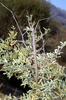 Phalces tuberculatus Brock, 2000: female (Wolfdrif, near Citrusdal, Western Cape Province). (Otu).