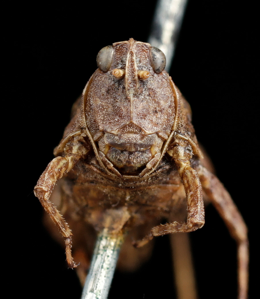 female, frontal view (syntype of Acrydium ephippium). Depicts CollectionObject 1597480; UZIU Thunberg Collection nr 15814, db56106a-6a38-4972-9fbd-e4c0ab9d80a7, a CollectionObject.