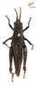CollectionObject 1849351; 22df537f-02b1-4054-9e65-d4fe8568203c, Unioeste Cascavel K-0039A: Female. Dorsal view. (CollectionObject).