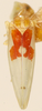 Habitus, dorsal view: Habitus (holotype, KSEM collection). (Observation).