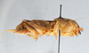 CollectionObject 2869083; 8c2b9fef-c611-442b-a35a-9a9638604531, CNCI 1162538: Scapteriscus oxydactylus. (CollectionObject).