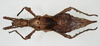CollectionObject 1581501; b2f8a77e-7916-4bfd-a59a-c276422236fe: copyright RMNH Leiden. female, dorsal view. (CollectionObject).