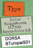 CollectionObject 1500225; 7021a2b4-d62a-43eb-9390-e8b62bddaab4, DORSA BTuropaiS01: labels (holotype). (CollectionObject).