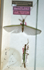 CollectionObject 1557510; ed9a1bd7-9c22-4906-add0-e9aa3b3aa129: copyright NMW, Vienna. male (lectotype) [bottom]. (CollectionObject).