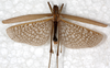 CollectionObject 1567661; NMW 13776, 2e86a9de-8e49-45ab-a606-03d0367d87a0: male, dorsal view. (CollectionObject).