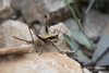 CollectionObject 1588024; 3544b173-30ed-4882-a5f0-a940d7be5e63: female (GR: Kos). (CollectionObject).