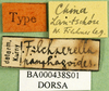 CollectionObject 1501884; DORSA BA000438S01, a880dda2-f23d-4826-9c95-5316a529dc68: labels (syntype). (CollectionObject).