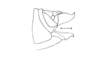 Punacris peruviana (Saussure, 1888): Fig. 129. male abdomen tip, lateral view. (Otu).