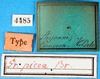 labels (holotype). Depicts CollectionObject 1500198; d046063a-b794-4c9b-8bbe-9517ab1a6fd3, a CollectionObject.