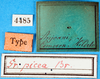 CollectionObject 1500198; d046063a-b794-4c9b-8bbe-9517ab1a6fd3, MfN 4485: labels (holotype). (CollectionObject).