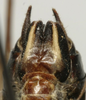 CollectionObject 1535969; 2e7f994d-7944-4afe-971e-93154869e6a2: male subgenital plate (syntype). (CollectionObject).