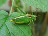 Isophya speciosa (Frivaldszky, 1868): male (Serbia, Zlot, 07.07.2014). (Otu).