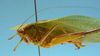 CollectionObject 1542906; DEES MZLQ-I0087', 4d547189-1379-4566-a1a3-a4f0260f52f1: male, body lateral view (syntype). (CollectionObject).