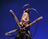 CollectionObject 1506714; 7310c0d3-326f-4c81-a2b9-b8ada407d149: male, frontal view (syntype of Kirkaldyus manteri). (CollectionObject).