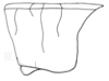 Tristria discoidalis Bolívar, 1890: pronotum. (Otu).