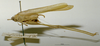 CollectionObject 1503389; MBBJ 3226044, 2204051e-64ea-4dbf-a344-1f9322e43240: male, lateral view. (CollectionObject).
