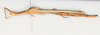 CollectionObject 1560986; NMW 226', 8de495e3-eb6f-4cf5-8b79-e42880f02ec9: copyright NMW, Vienna. female, lateral view of Perliodes nigrogranulosus (syntype). (CollectionObject).