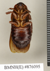 CollectionObject 1573079; da76bbcf-e74f-4000-b885-d4db764c9255: Copyright Natural History Museum, London. Non-type (adult female) in BM(NH). Ventral view. (CollectionObject).