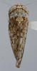 Habitus, dorsal view: (Observation).