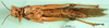 CollectionObject 1501963; 2f79966d-1287-4851-9e61-b0e5265adcbb, DORSA BA000123S01: female, ventral view (holotype of Acridium paranense). (CollectionObject).