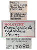Other on Coronigoniella rubrahua Young, 1977: (Observation).