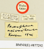 CollectionObject 1518463; e6e20156-63b7-4902-927f-84fd2e7f9b62: labels (holotype). (CollectionObject).