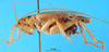 CollectionObject 1502287; 2e731a57-6b66-4112-9b94-fc8edfec5aef: male, lateral view. (CollectionObject).